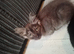 12 week old male Maine coon