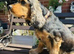 adult cocker spaniel