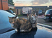Rehoming 2 begal cross cats