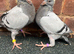 Very nice and very good quality racing pigeons