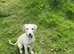 Puppy looking for forever home