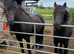 Registered Dales yearling filly section A