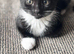 Mixed breed kittens