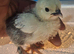 Pekin bantam chicks and egg for sale