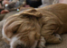 2 golden cocker puppies