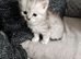 Pedigree Persian kittens for sale