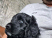 Cockapoo