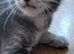Beautiful Russian Blue X Kittens