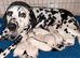 Kc Dalmatian puppies