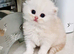 Pure chinchilla Persian 2 female left