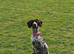 Our Brax needs a home!