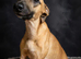 Kc reg whippet litter.