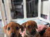 Breed: Crossbreed / Mixed breed Cross: French Bulldog × Dachshund Informal name: Frenchie Weenie