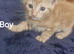 Beautiful bengal tabby kittens