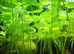 Amazon Frogbit Live Floating Aquarium Plants