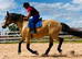 Warmblood for 3 day loan