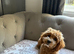 Gorgeous cavapoo female