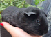 Pairs of Self Black Baby Brothers Guinea Pigs