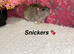 Beautiful mixed gender baby rats