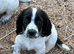 Beautiful Sprocker Puppies F1 hybrid from working Kc reg parents