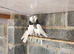 Iranian pigeons