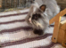 2 x Teddydwerg x Jersey Wooly bunnies Does Bonded