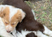 Stunning Border Collie pups