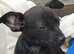 Chatterdale puppies