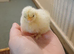4 pekin and 2 lemon sablepoot chicks