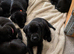 KC Registered Labrador Puppies