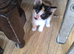 Ginger and Calicos cat for sale