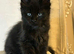 Pure Maine Coons Kittens