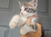 2 kittens ready to leave