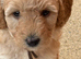 Exceptional F1BB Miniature Labradoodle Puppies – Home Raised