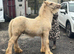 Palomino colt foal to make 14.2:3