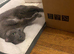 Female cat
