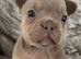 Beautiful French bulldog puppies