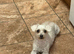 4 years old Maltese female