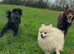 Dog Walking & Pet Sitting in Torbay