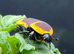 AFRICAN SUN BEETLES