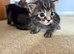 3 Cute Tabby kittens