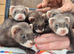Micro eu ferrets 9 weeks old