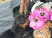 Dachshund puppies