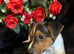 jack Russell