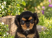 Kc cavalier baby’s ready now.