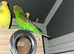 Bush budgies