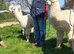 4 Alpaca halter trained males