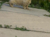 REDUCED longhaird mini cream dachshund