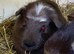 Baby Guinea pigs boars and 1 sow