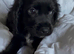 Teddy
